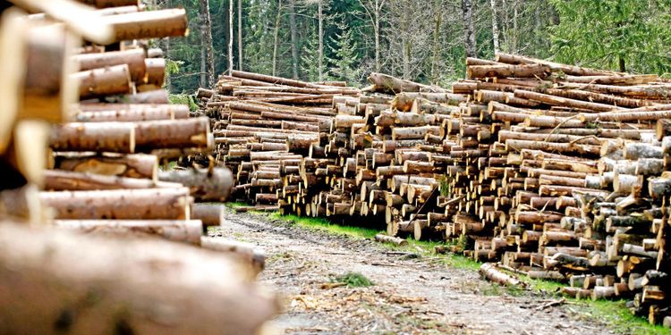 Forskare varnar för skogsskövling