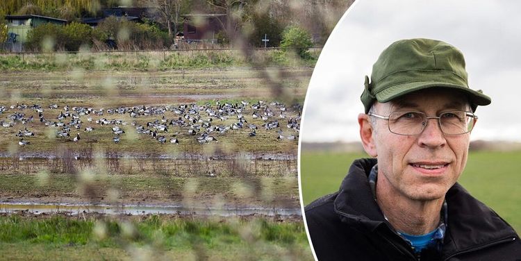 Grödskadorna ökar: Fritt fram för skyddsjakt