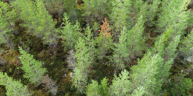 Ungskogen i norr hårt drabbad av skador