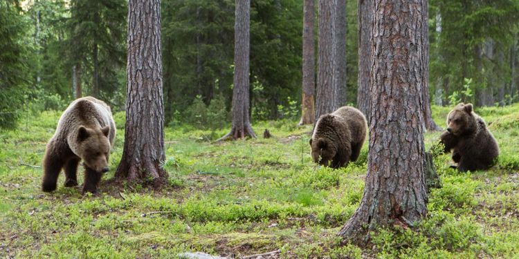 Miniminivåer för rovdjur ses över