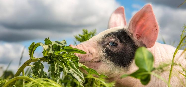 Flest grisar i Skåne