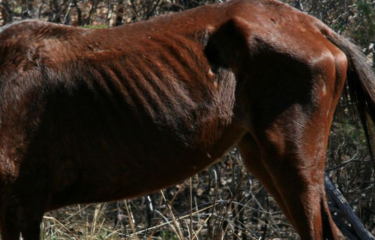 ARKIVBILD. Hästen på bilden är ett exempel på extrem avmagring, men är inte den häst som avlivades.