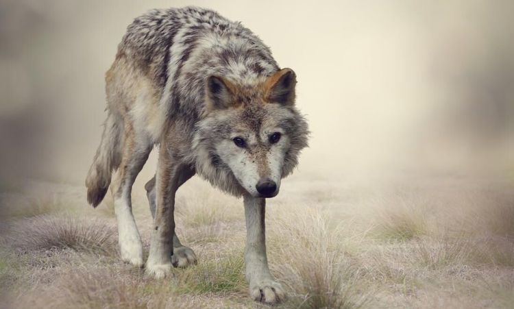 Ökad tjuvjakt på varg