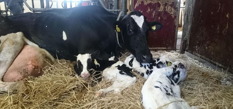 Tre friska trillingkalvar