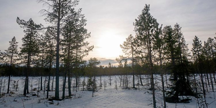Ingen övre gräns för nyckelbiotoper