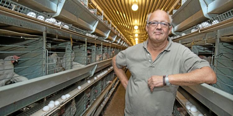 Brist på unghöns anstränger äggbranschen