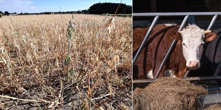 Jordbruksverket: Torkan inte bakom brister på köttgårdar