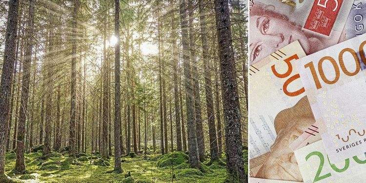 Motstridiga budskap om nyckelbiotoper från KD