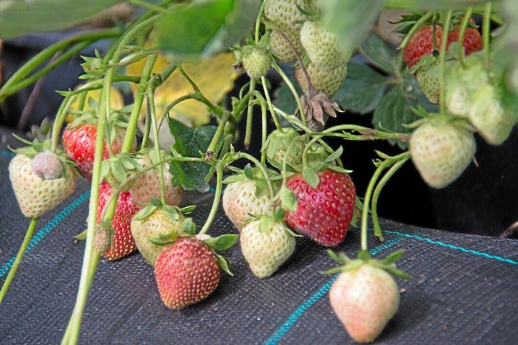 Kraftigt uppsving för självplock