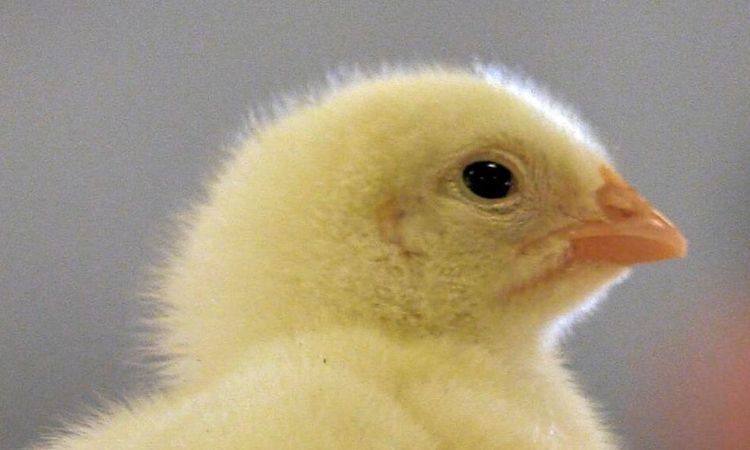 Lättade restriktioner efter Newcastlesjuka