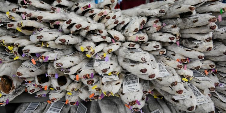 Irland fasar ut uppfödning av pälsdjur