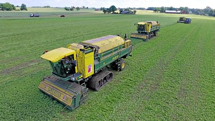 Nu skördas skånska ärter - men inte av Findus