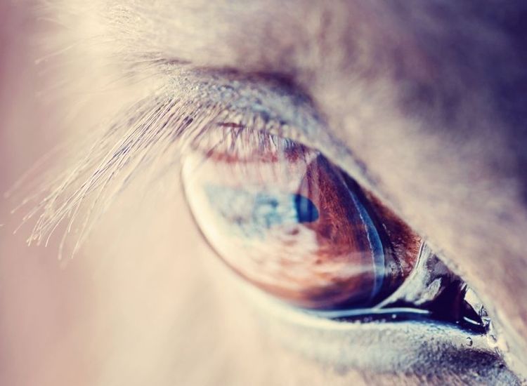 Salmonellautbrott snart under kontroll