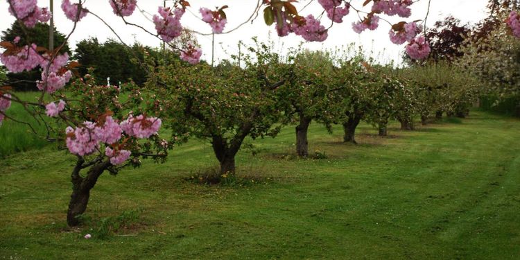 Frostnätter kan slå mot äppelskörden