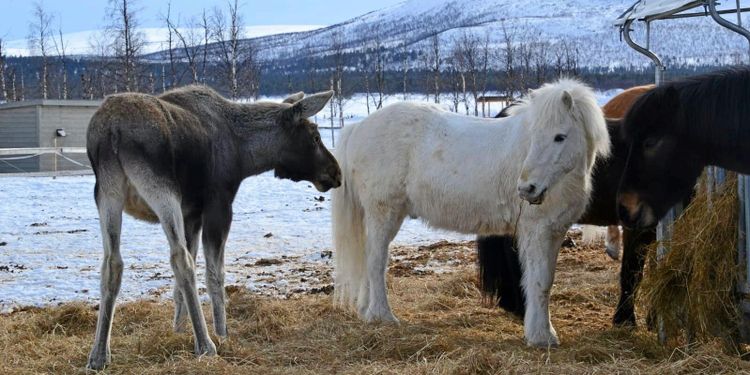 Hästgården som är älgarnas favoritrestaurang