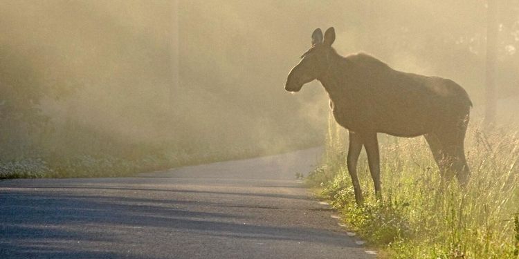 Inget fel på älgförvaltningssystemet