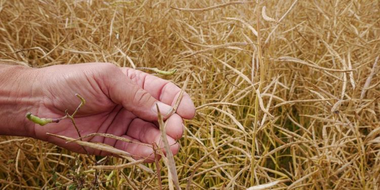 Intresset för höstraps ökar kraftigt