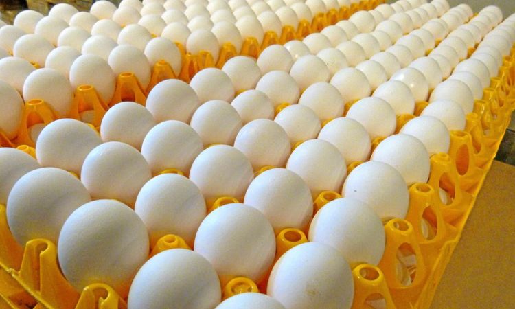 50 miljoner ägg – men få är kravmärkta