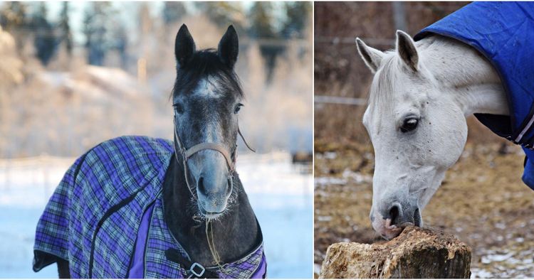 Forskare: Hästen håller sig varm själv
