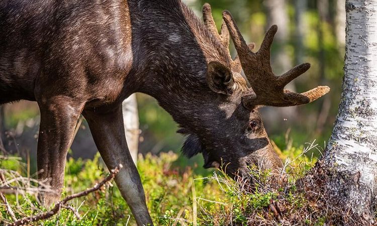 Björk klarar sig bättre från betesskador
