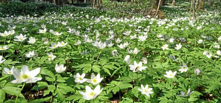 Senaste våren på 100 år