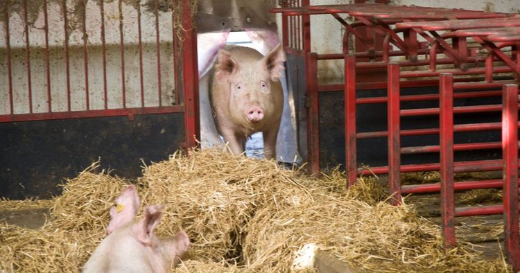 Vanliga suggor - utmaning i ekoproduktionen