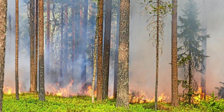 Den värsta brandsommaren i modern tid