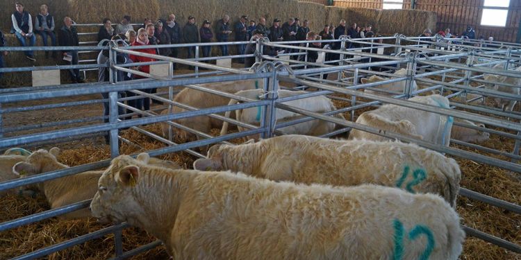 God efterfrågan på charolaiskvigor