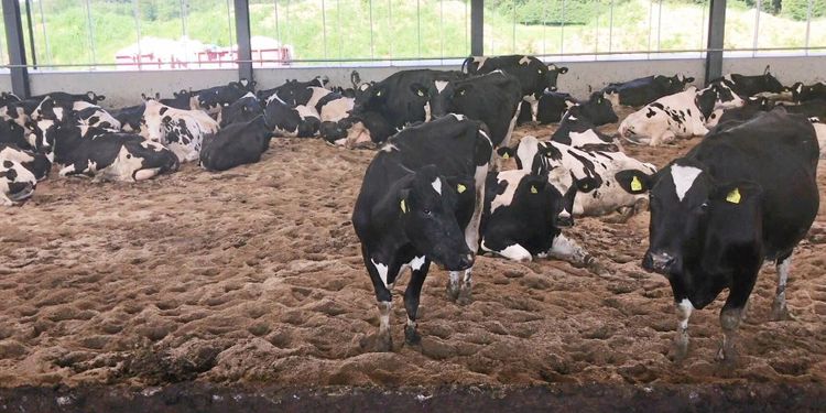 ATL TV: Billigare bygge med sandbädd