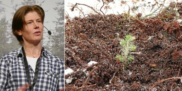 Så kan tillväxten i skogen öka ännu mer