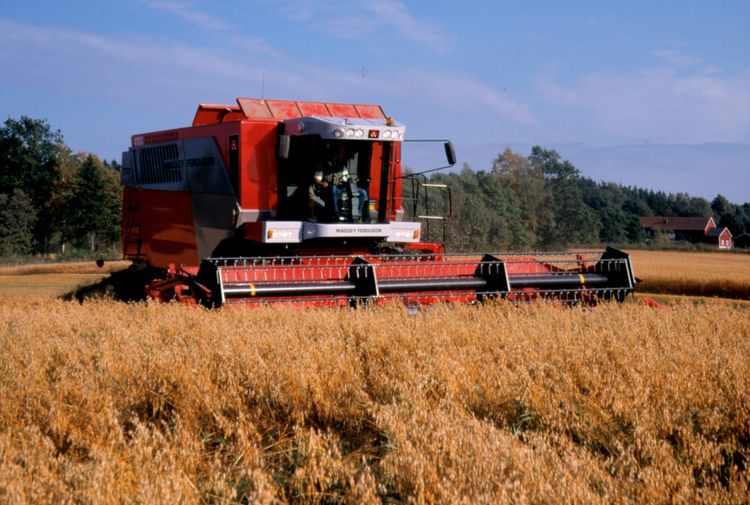 Nu rekommenderas provtagning för don mot all sent skördad havre.