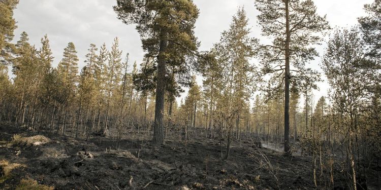 40 miljoner till kommuner som härjades av bränderna