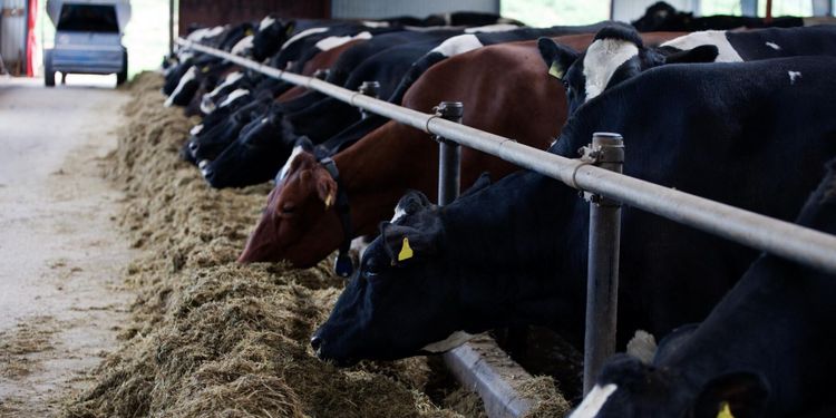 Brist på protein i hela Europa