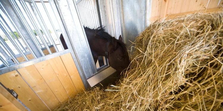 Så får du ta in hö i Sverige