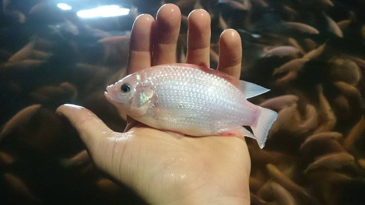Liten blir snabbt stor när Gårdsfisk odlar matfisk.