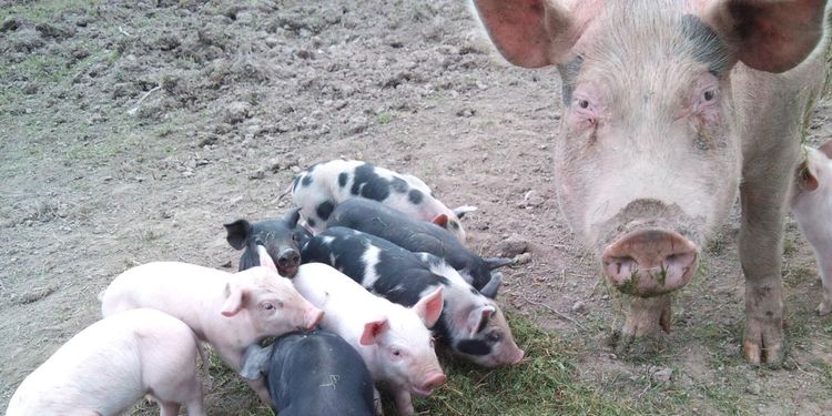 Många danska ekobönder riskerar konkurs