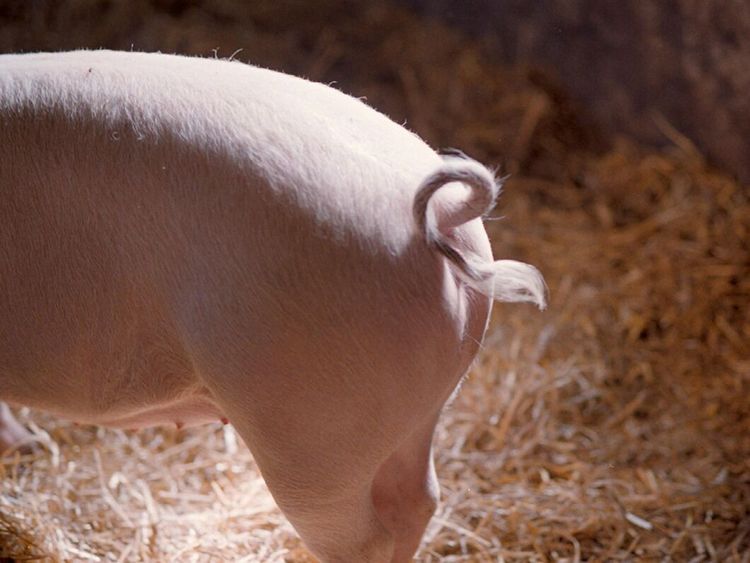 Flopp för dansk satsning på djurvälfärd