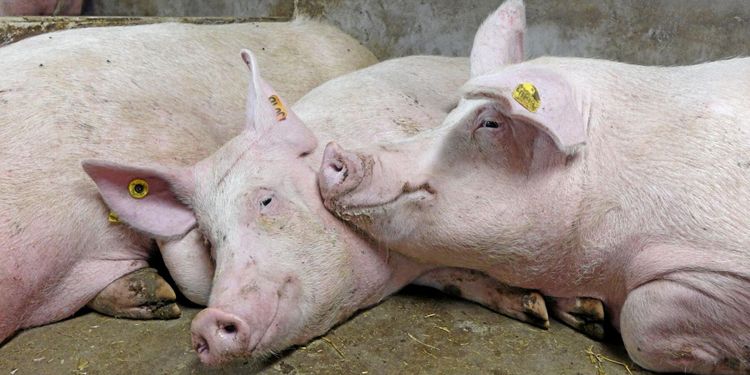 Minister försvarar bedövning med koldioxid