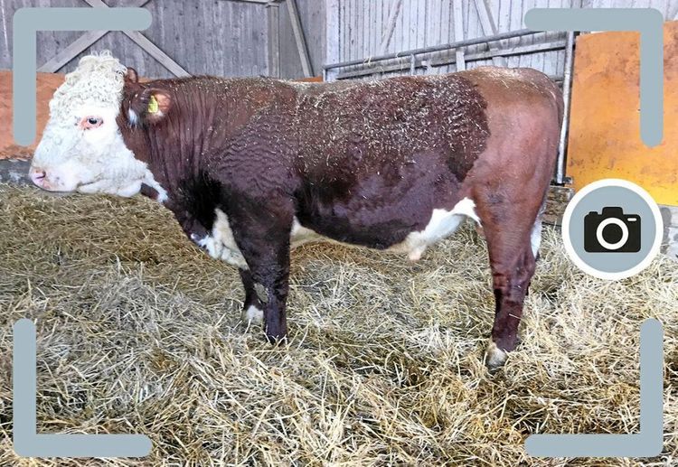 Fota djuret och få fram slaktvikten