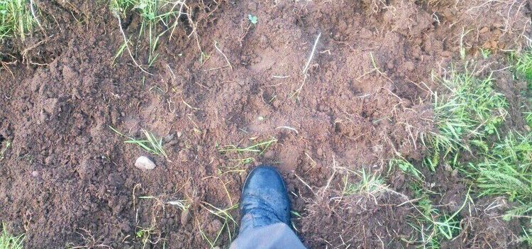 Vildsvinen trasar sönder hans lantbruk