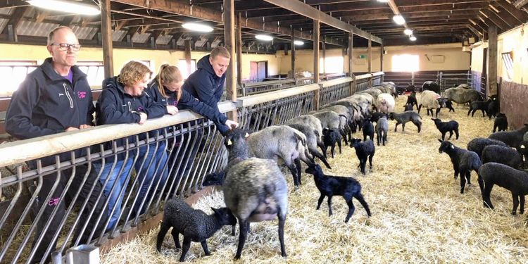 ATL TV: Lammrusch på Ekastiga