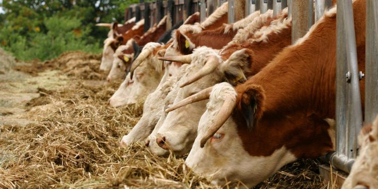 Svenskt nötkött riskerar att tappa mark