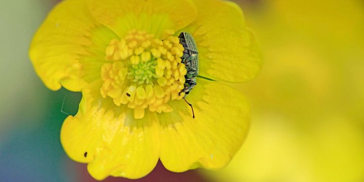 Varning för vivel i rapsfälten