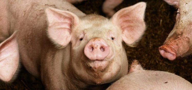 Dansk oro för ny kris