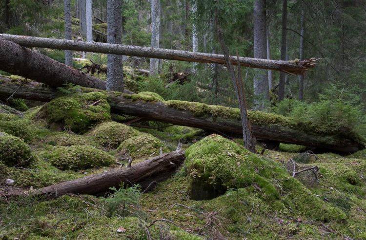 Relevant kulturdebatt om skogen