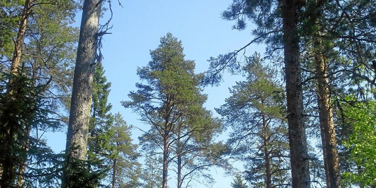 Ytterligare satsningar på skydd av värdefull skog