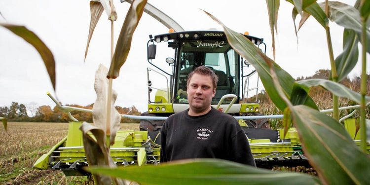 Allt fler satsar på majs efter torksommaren