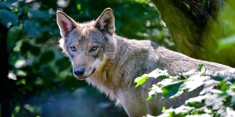 Nytt vargangrepp i Småland