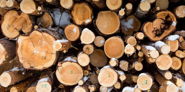 Här får du mest skog för pengarna