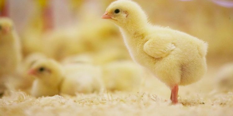 Rekordfå fall av kycklingsmitta